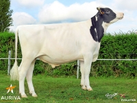 ILDEN - Prim'Holstein